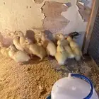 للبيع صيصان بط بكيني