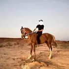 حصان شعبي للبيع
