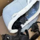 قطه قطوه للتبني