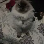 قطة للبيع
