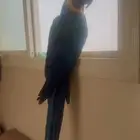 للبيع مكاو بلو اند قولد أليف