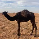 للبيع قعود مفرود