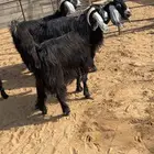معزا عوارض