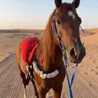 حصان عربي شعبي