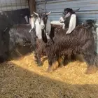 تيوس جدعان ثلاجة مخاصي تم البيع