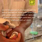 رخال حري للبيع