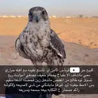 طير حر