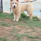 كلب تشاو تشاو