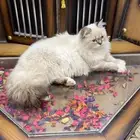 قط لتبني