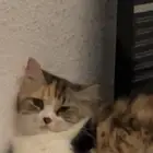 قطه شيرازي للتبني
