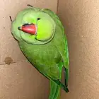 ببغاء دره للبيع