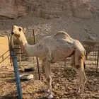 ناقه رباع عليانيه