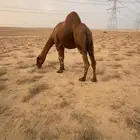 جمل للبيع