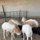 ذبايح رفيدي