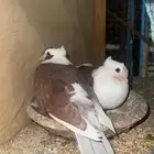اجواز حمام لبناني منتج
