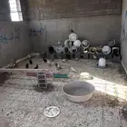 حمام للبييع يوجد انواع 40 حمامه ومعهم علبة الماء وشوال اكل