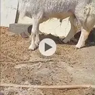 فحل حري صنف للبيع
