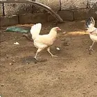 صنبه