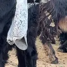 مشروع فحل