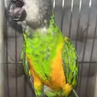 ببغاء سنغالي