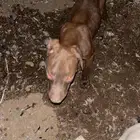 كلاب بتبول لي حراسه
