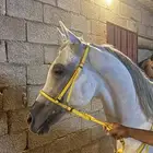 حصان شعبي