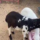 طليان سواكن