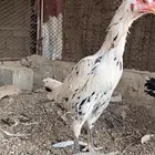دجاج