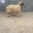 خروف نعيم بلدي
