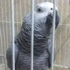 بغبغاء كاسكو اليف