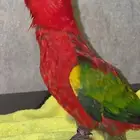 فاخر من الاخرشاترنج نهاية غر الحجم سوبر سوبر جامبو محلي