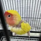 انثى روز لاتينو جاهزه