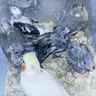 طيور كروان غر تم البيع