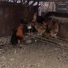 دجاج بلدي للبيع