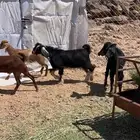 تيوس وعنقان فل شحم