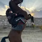 حصان شعبي قطعه وجباره   تم البيع