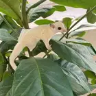 شوقر قلايد ابيض البينو اليف