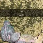 مستلزمات طيور للبيع الخرج
