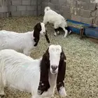 للبيع تيوس هولاند