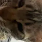 قطوه