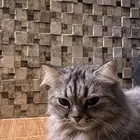 قطو للبيع