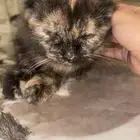 قطط شيرازي