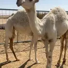 قعود