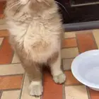 قطه صغيره ضايعه واضح حقت بيت الي يبيها يتواصل معي