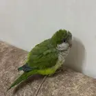 حصلته ضايع وعليه حجل الي يعرف راعيه يكلمني خاص
