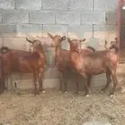 6 معزا دفيع فواخر (تم البيع)