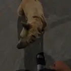 للبيع كلب بتبول