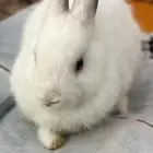 أرنب هوتوت قزم
