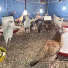 دجاج بلدي عمر شهرين ونص الى 3 شهور