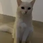 قطط للتبني